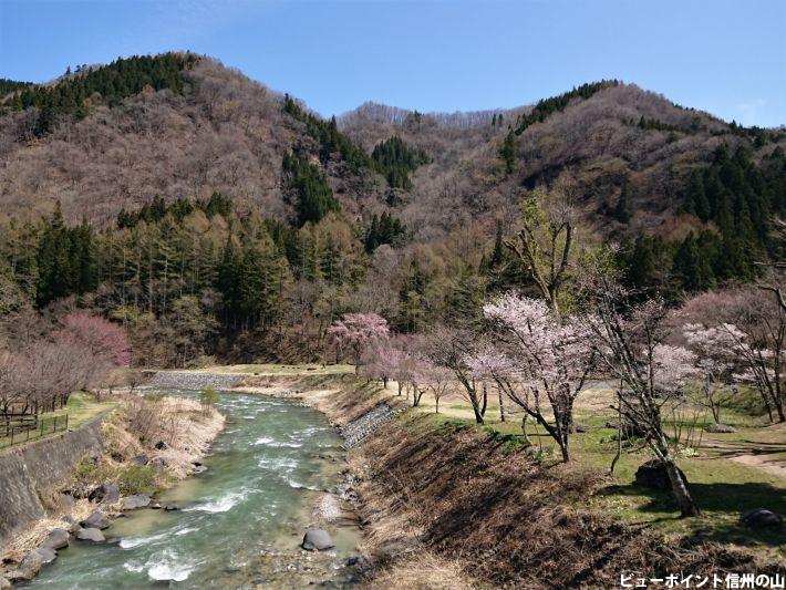 桜と姫川と高戸山