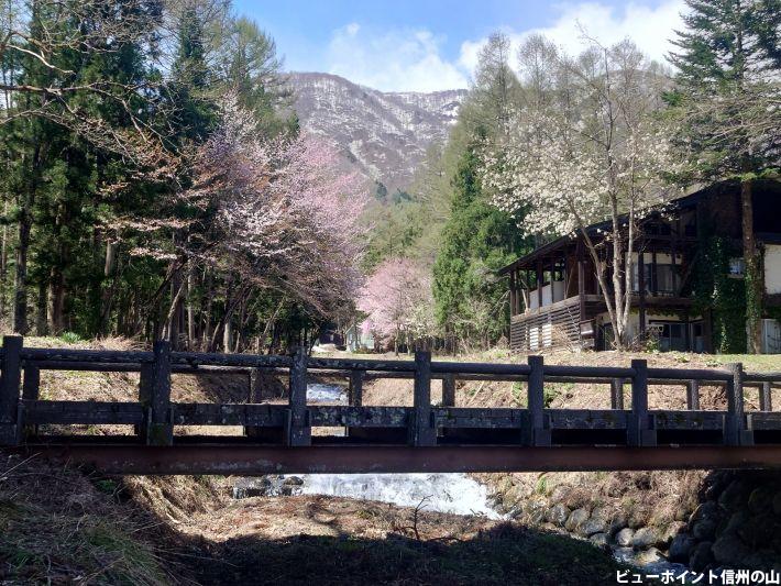 桜と橋と姫川