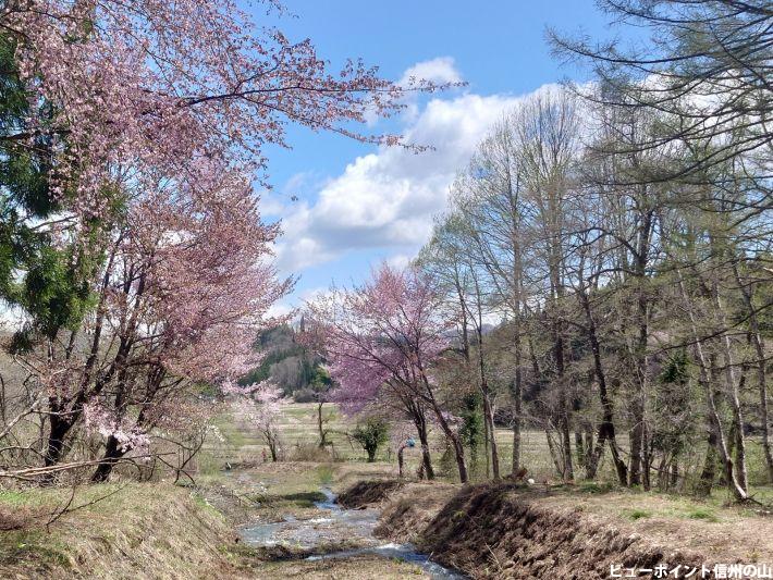 姫川の桜並木